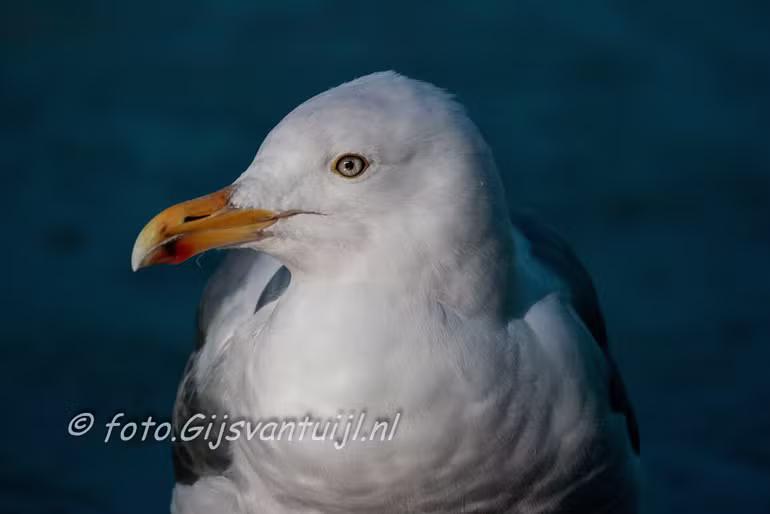Meeuw div